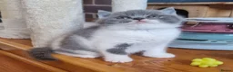 British Shorthair cats for sale: Tica reg British SH LH kittens Champion lines - Advert 3