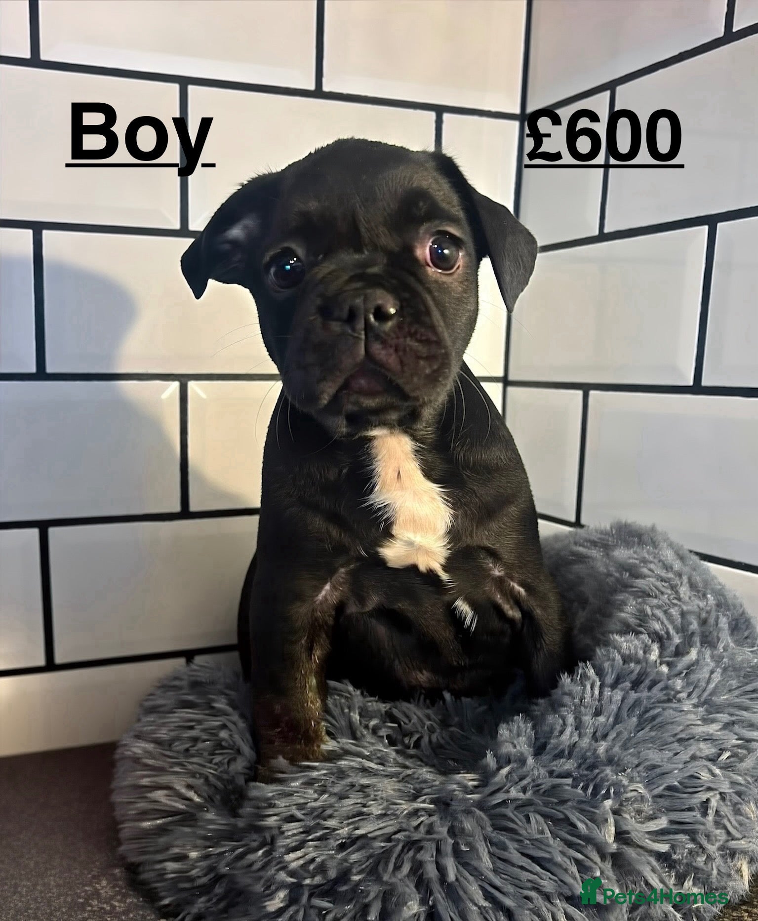 French Bulldog dogs French bulldog puppies  - Advert 12