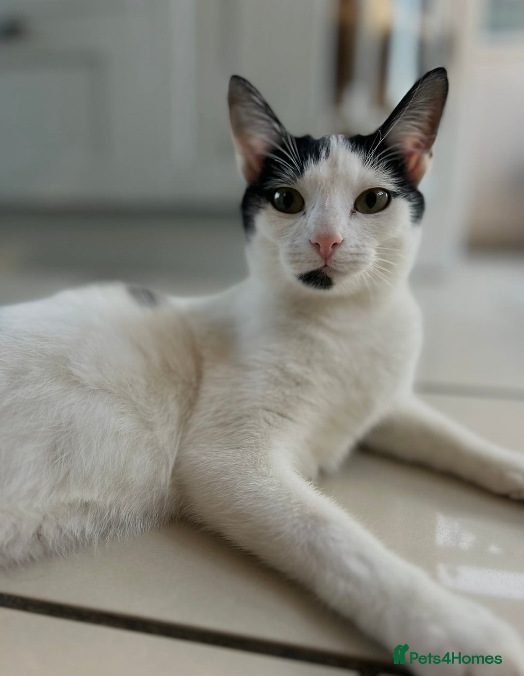 Mixed Breed cats for sale: Rehoming Two Cats – Bonded Pair - Advert 2