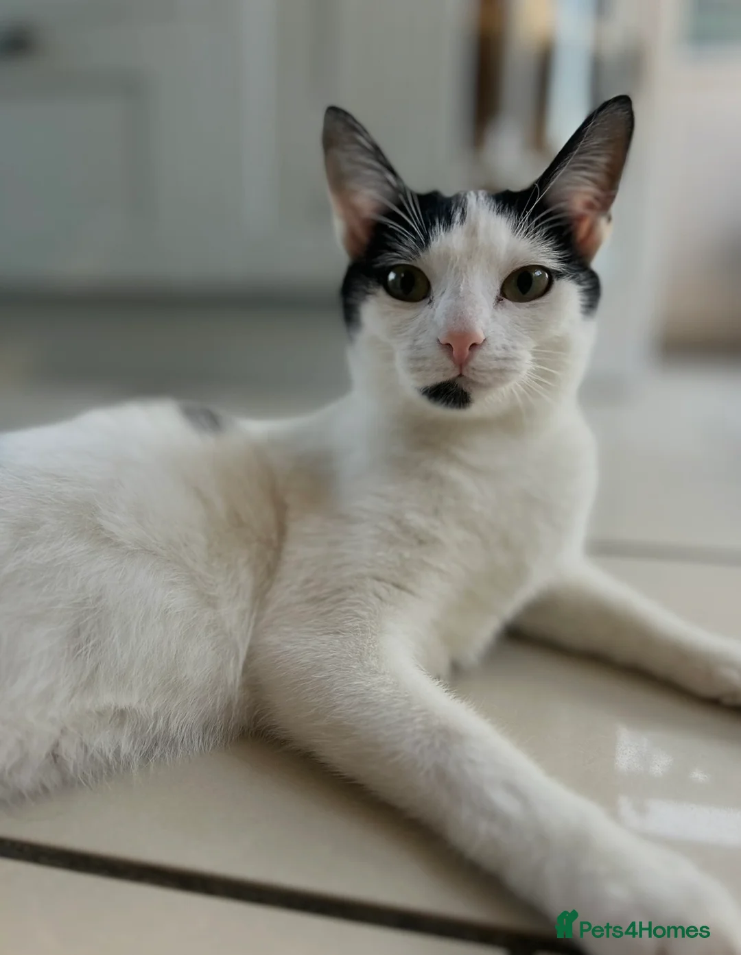 Mixed Breed cats for sale: Rehoming Two Cats – Bonded Pair - Advert 2