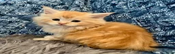 Maine Coon cats for sale: 2 Adorable Maine Coon Kittens TICA reg.  - Advert 13