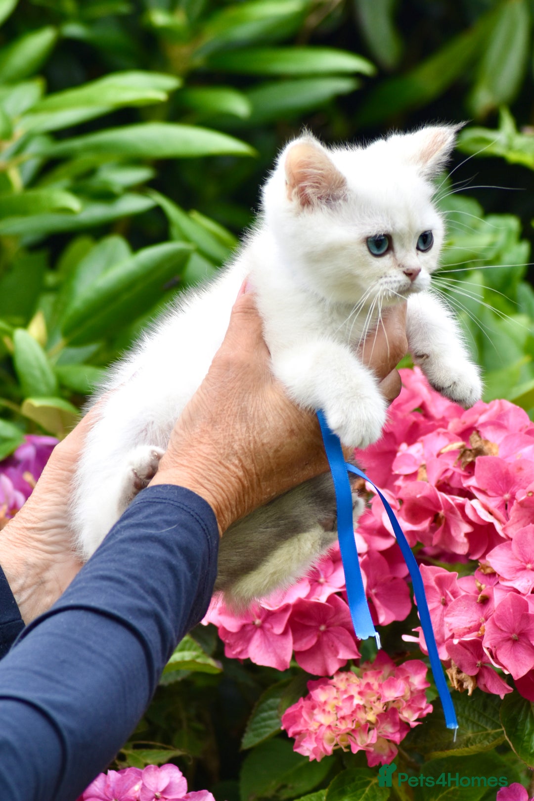 British Shorthair cats for sale: Champion sired Golden Colourpoint Kittens  - Image 29