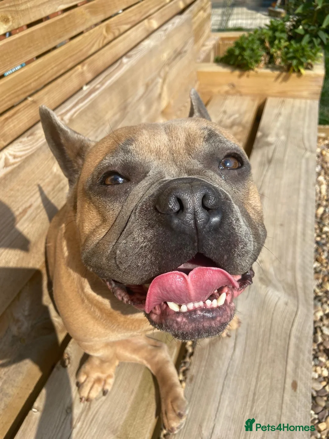 French Bulldog dogs for sale: Male French bulldog free for a loving home  in Boston - Advert 2