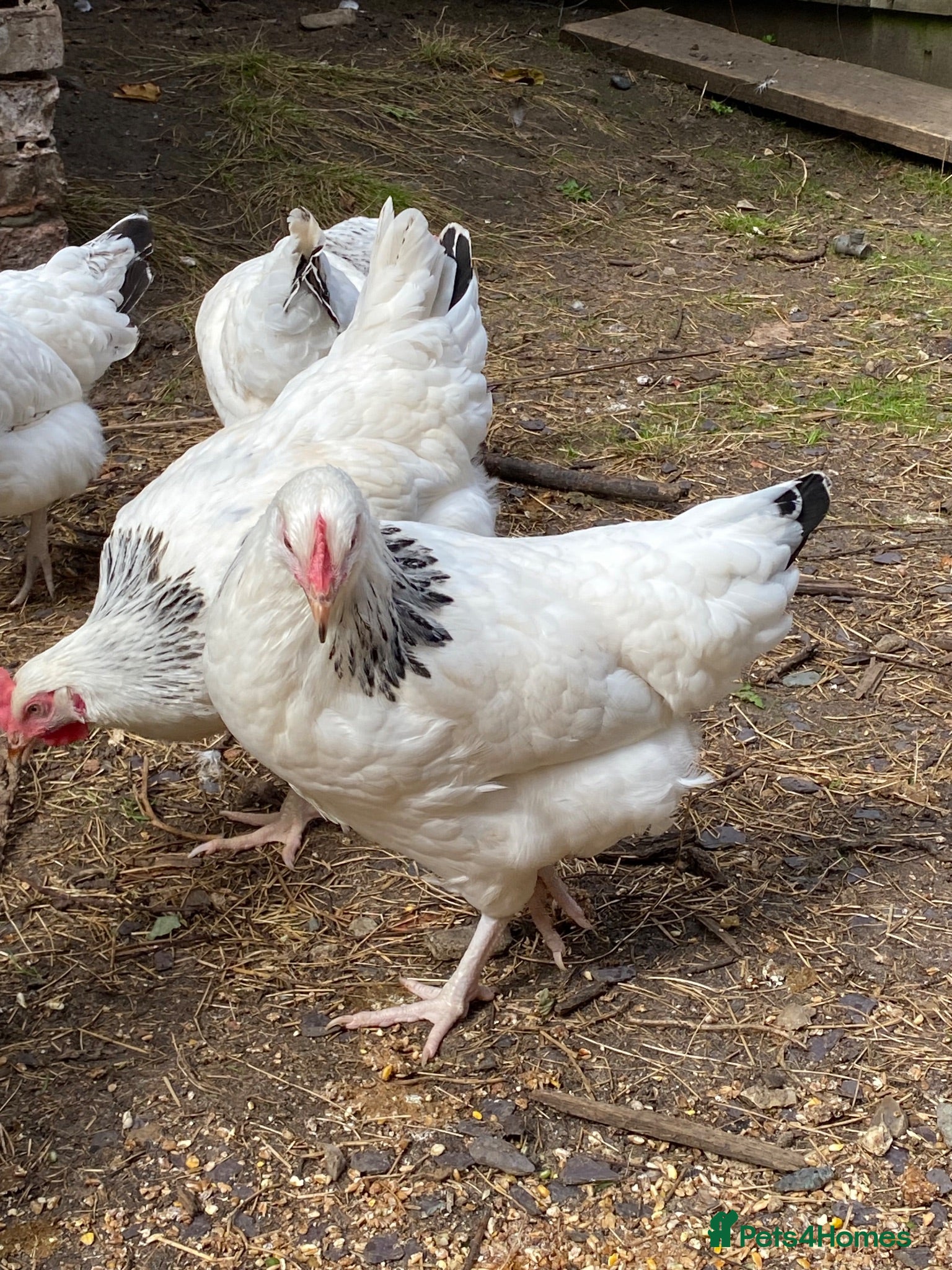 Chickens poultry Light Sussex Hens  - Advert 2