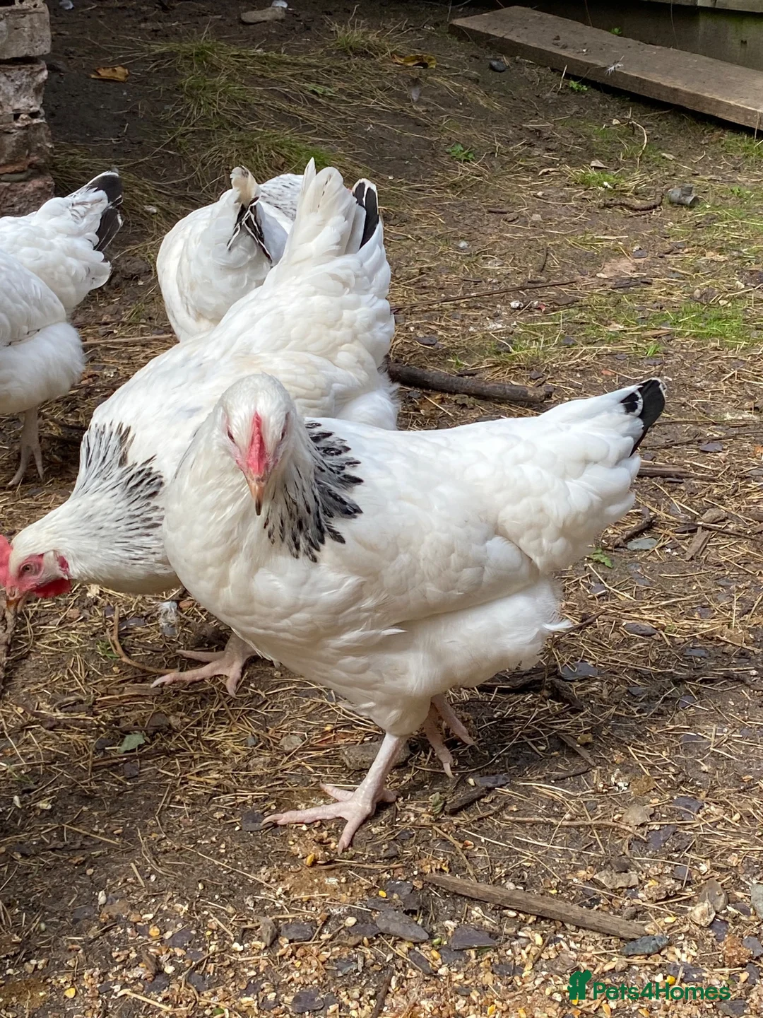 Chickens poultry for sale: Light Sussex Hens  - Advert 2