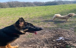 German Shepherd dogs for sale: Freyr - Image 10