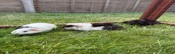 Guinea Pig rodents for sale: Baby Guinea pigs! - Advert 5
