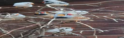 Finches birds for sale: Zebra finch  in Bristol - Advert 5