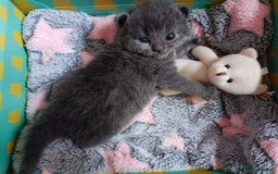 British Shorthair cats for sale: British shorthair cross kittens - Image 14