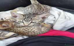 Savannah cats for sale: Savannah F6 kittens - Image 2