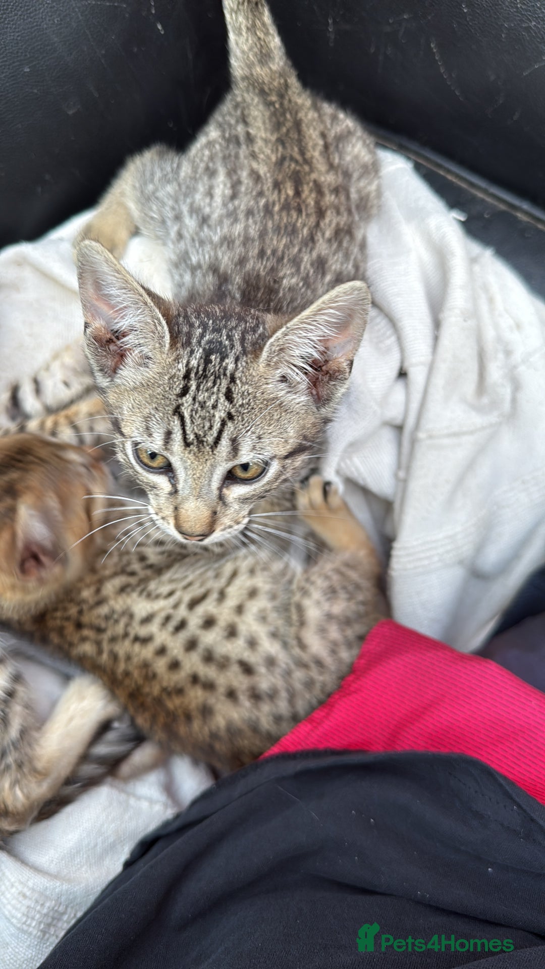 Savannah cats for sale: Savannah F6 kittens - Image 2