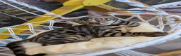 Bengal cats for sale: Last Charcoal Bengal boy kitten ready to leave  - Advert 3