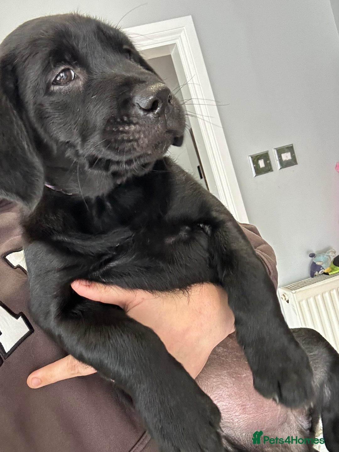 Goldador dogs for sale: One beautiful girl left from a litter of 10  - Image 2