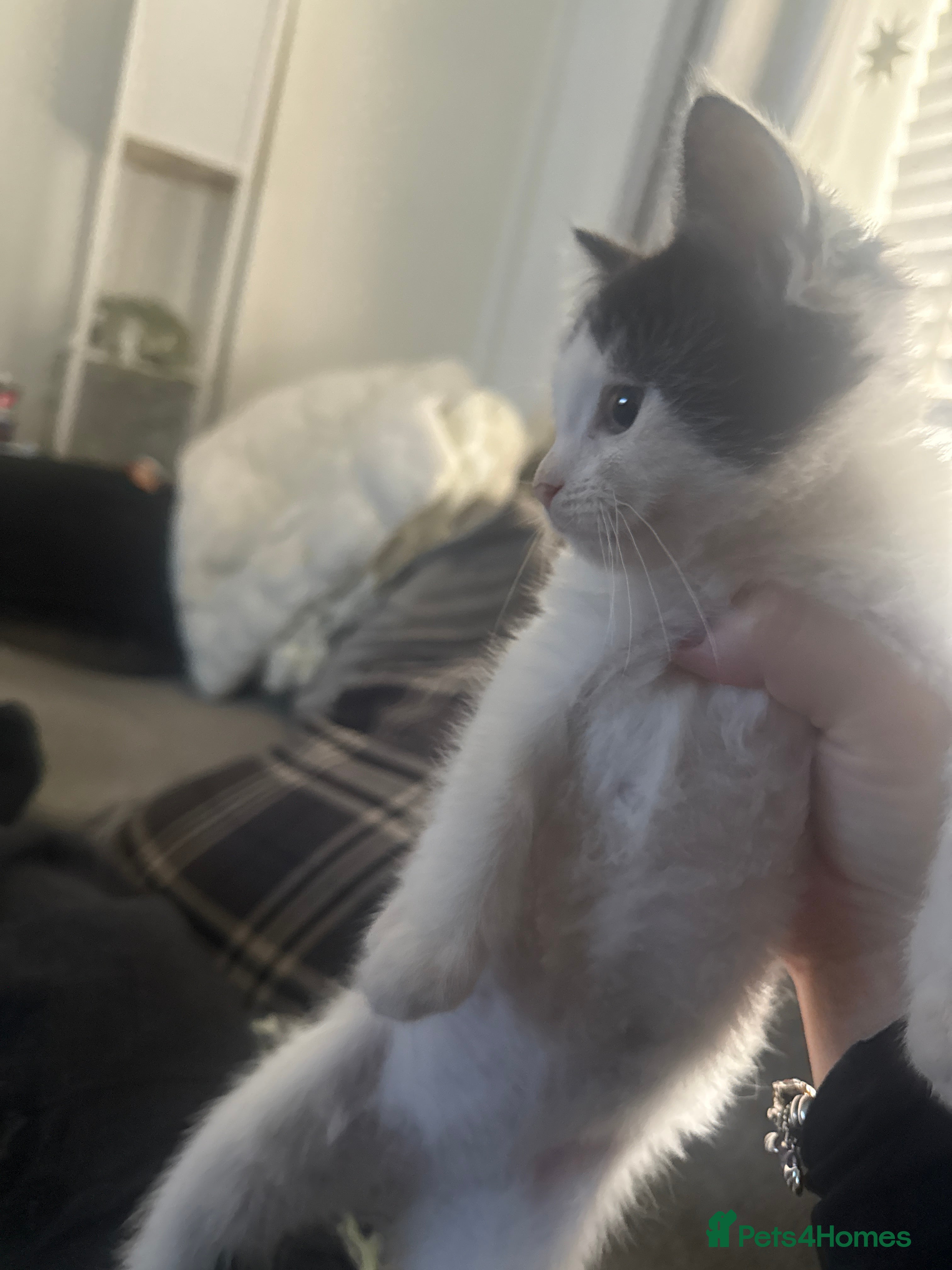 Mixed Breed cats for sale: Ragdoll x shorthair babies ready now! - Advert 3
