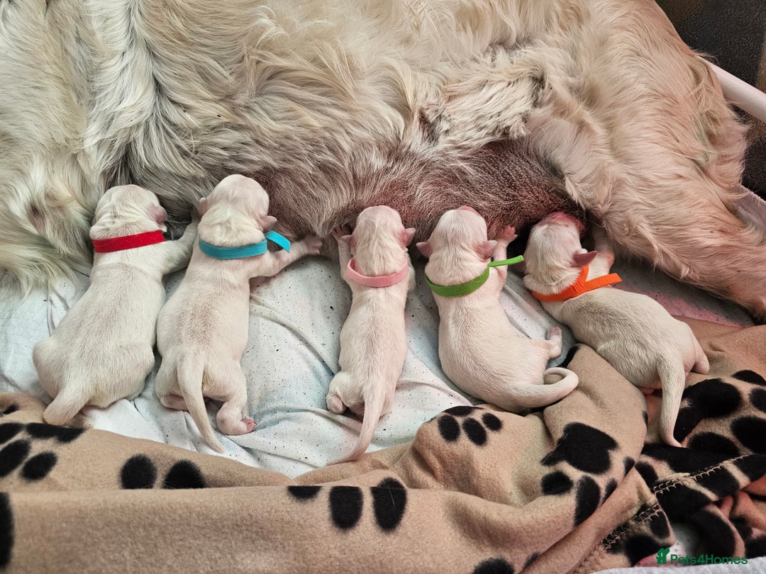 Golden Retriever dogs for sale: Adorable Golden boys for sale  - Advert 9