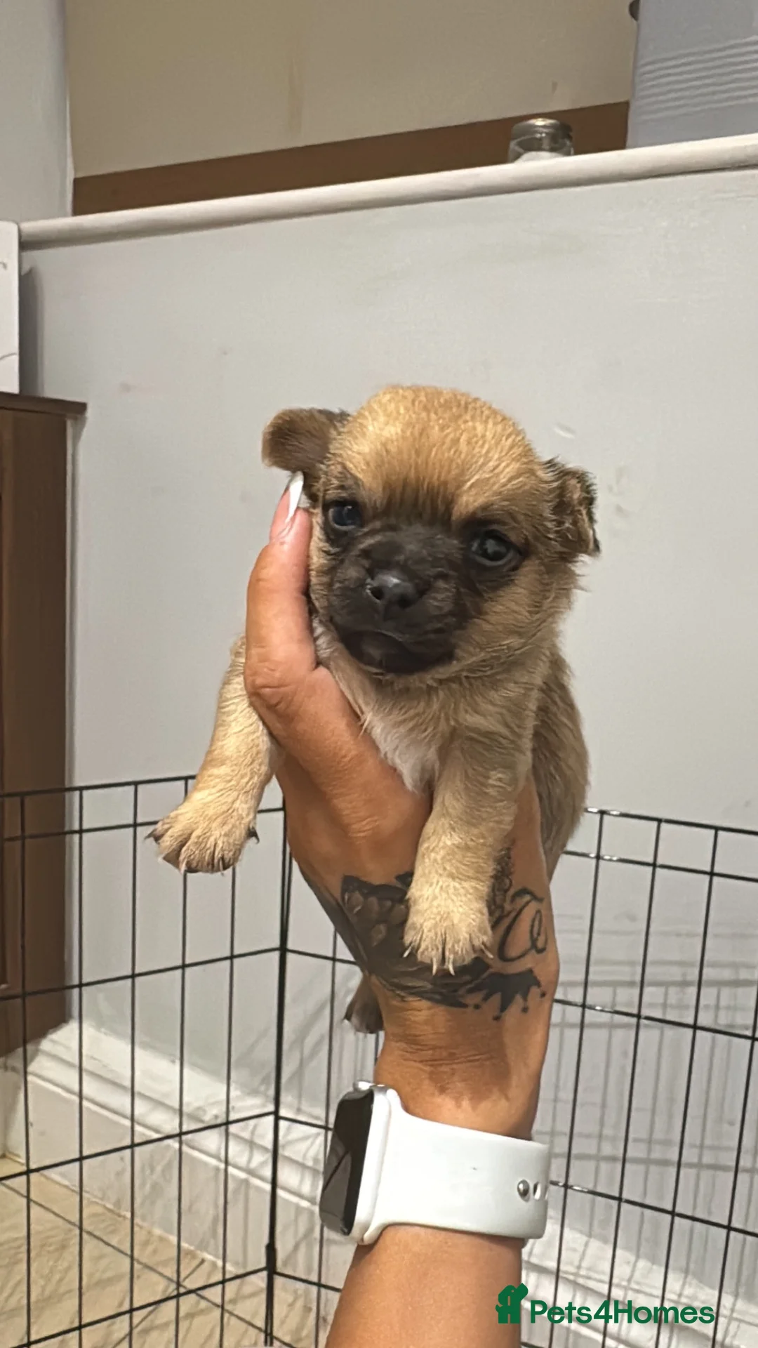 Pomchi dogs for sale: Pomchi puppies - Advert 2
