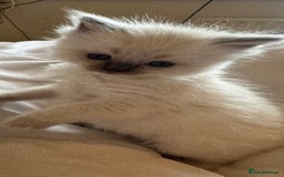 Ragdoll cats for sale: 5 Beautiful Ragdolls looking for a new home  - Image 14