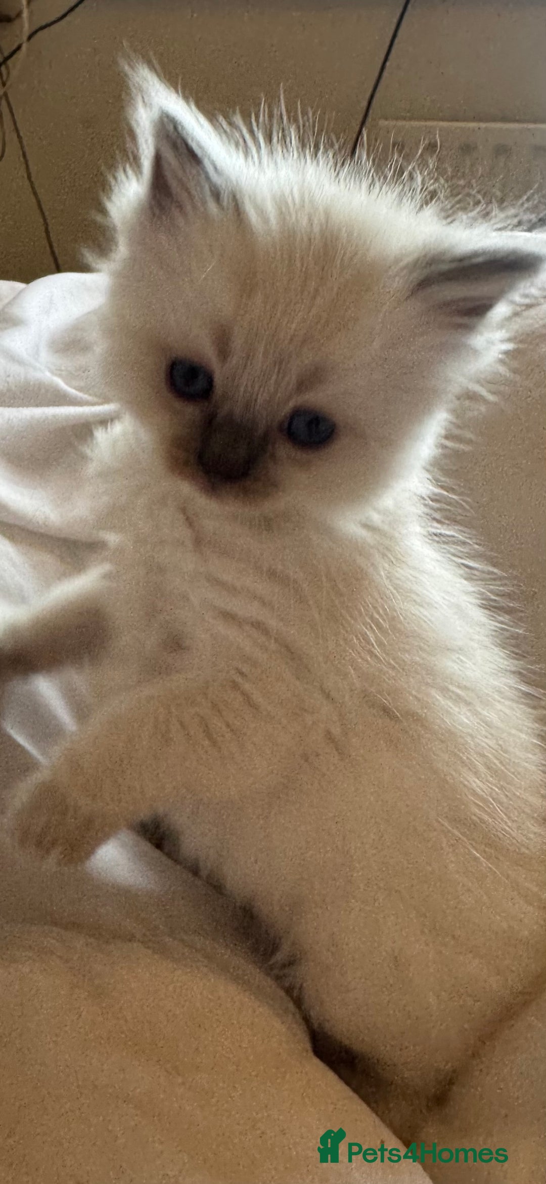 Ragdoll cats for sale: 5 Beautiful Ragdolls looking for a new home  - Image 14