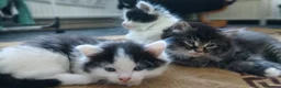 British Longhair cats for sale: British long haired kittens  - Advert 9
