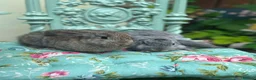 Mixed Breed rabbits for sale: Rabbits for Sale  - Advert 9
