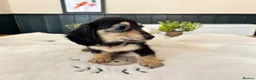Miniature Dachshund dogs for sale: (3left, ready) Long haired miniature Dachshund  - Advert 3