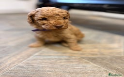 Miniature Poodle dogs for sale: Miniture poodles - READY TO LEAVE!!   - Image 1