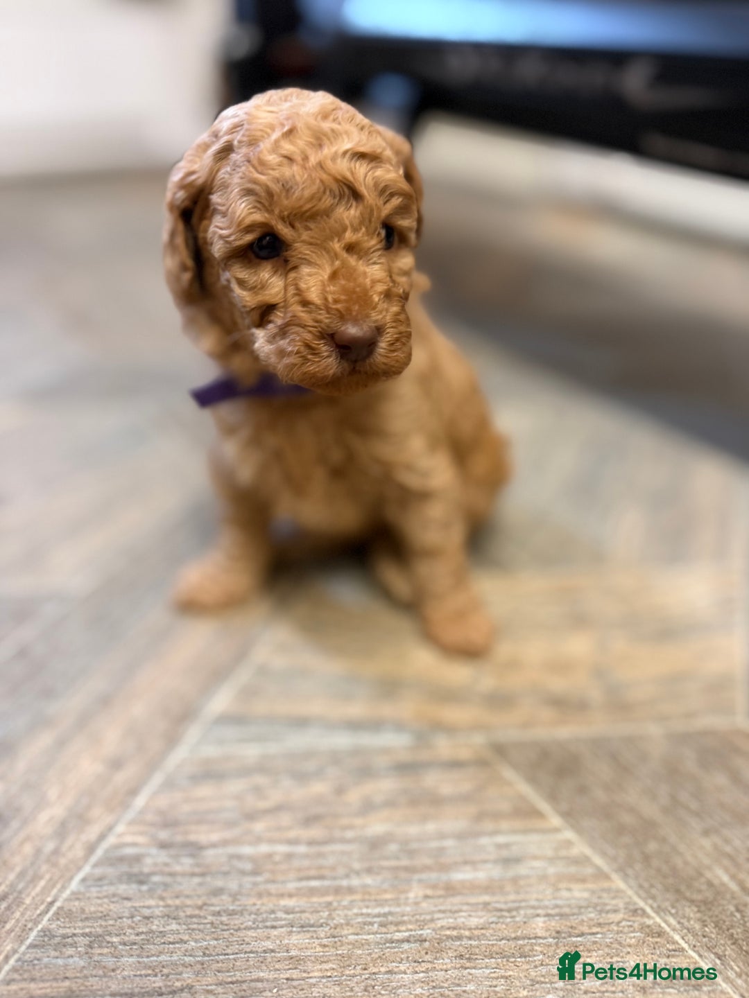Miniature Poodle dogs for sale: Miniture poodles - READY TO LEAVE!!   - Image 1