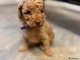 Miniature Poodle dogs - Advert 11