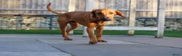 Mixed Breed dogs for adoption: Handsome Henry - Advert 11