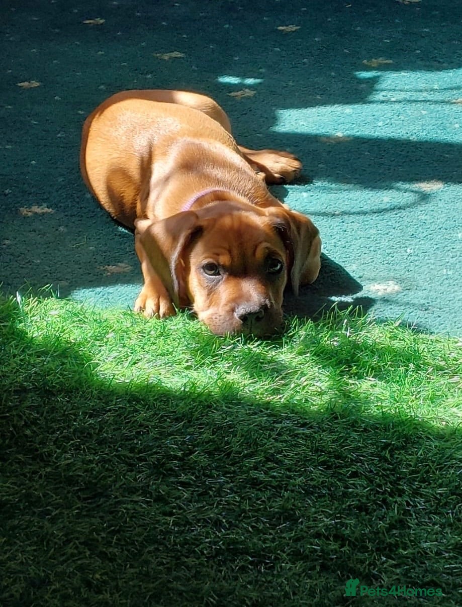 Mixed Breed dogs Sprocker spaniel x Frenchie-Pei  - Advert 17