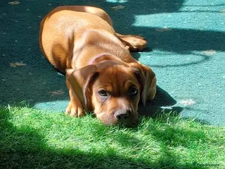 Mixed Breed dogs Sprocker spaniel x Frenchie-Pei - Advert 17