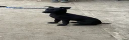 Belgian Shepherd Dog dogs for sale: Young Dutch Herder Female - 1 Year - Advert 3