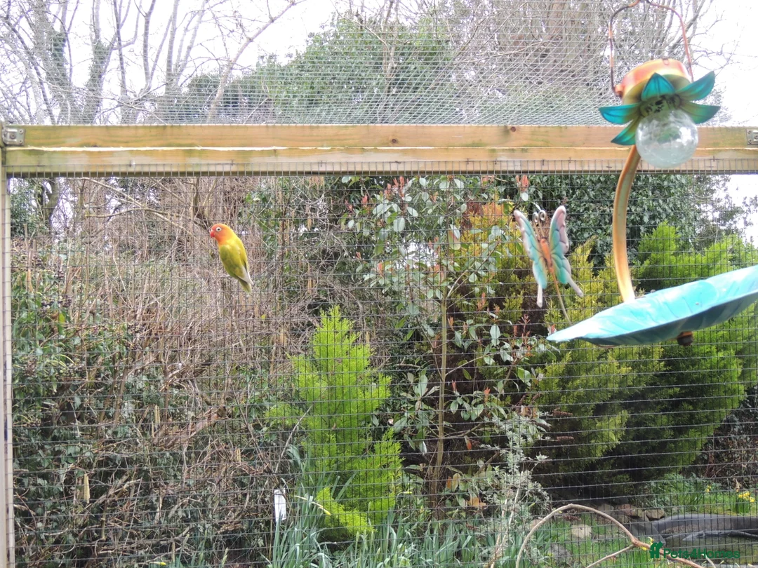 Lovebirds birds for sale: 2 Female lovebirds in Ruthin - Advert 3