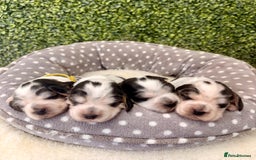 Cocker Spaniel dogs for sale: 🖤🤍 KC REG Show Cocker Spaniel Puppies For Sale - Advert 11