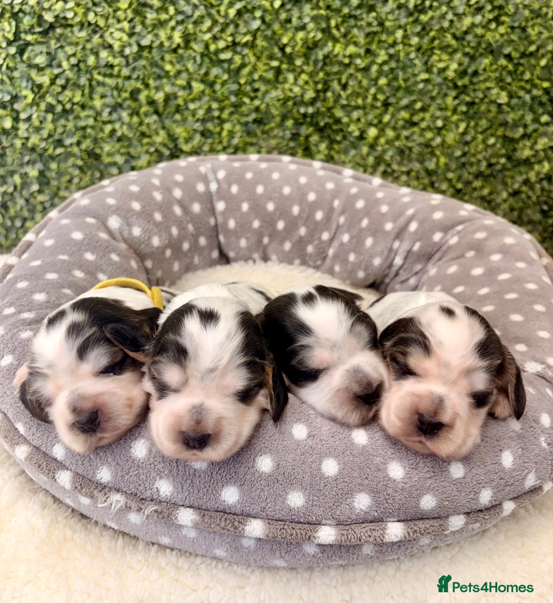 Cocker Spaniel dogs for sale: 🖤🤍 KC REG Show Cocker Spaniel Puppies For Sale - Advert 11