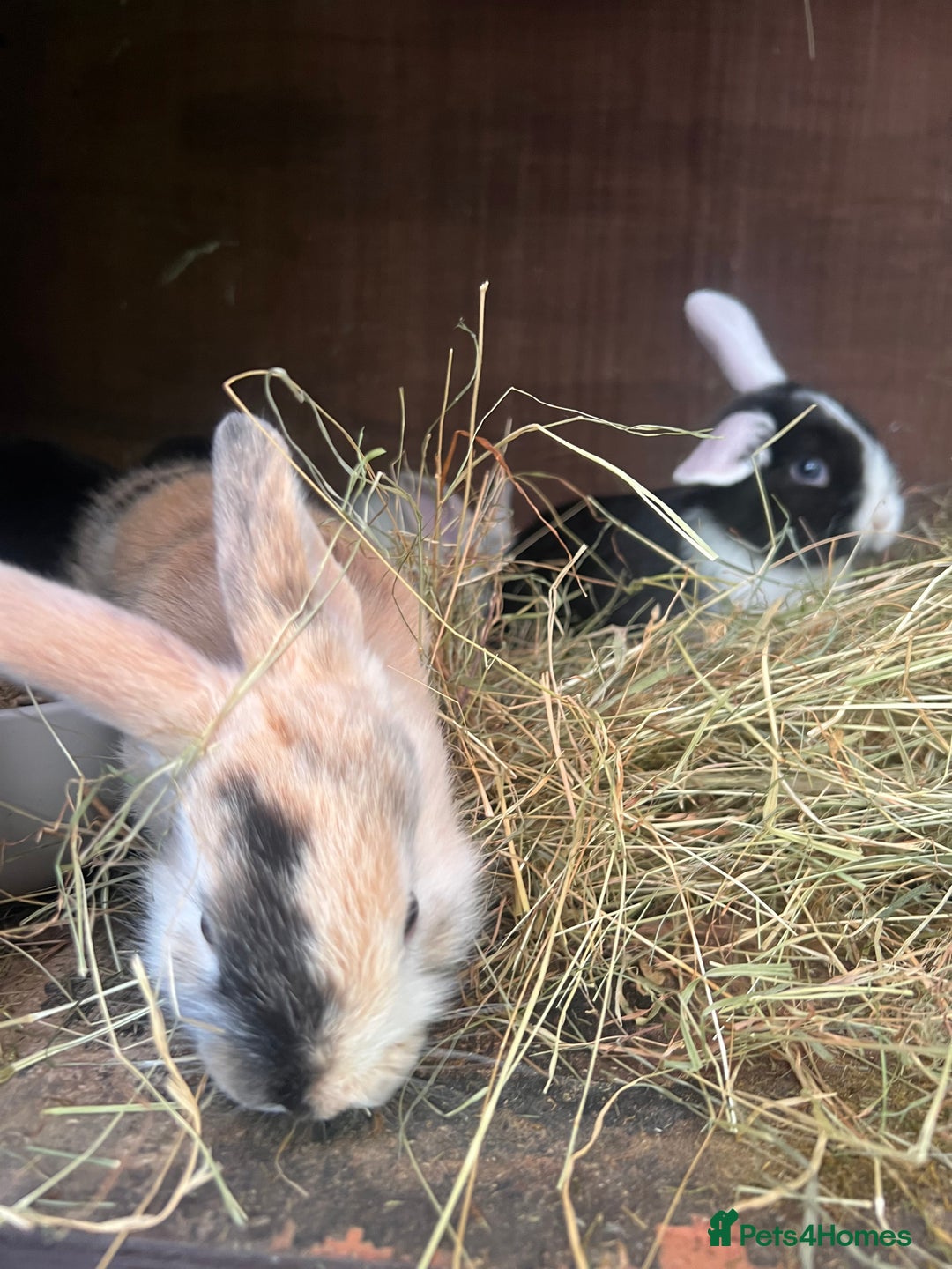 Mixed Breed rabbits for sale: Baby bunnies - Image 4