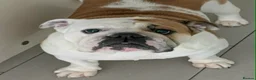 English Bulldog dogs for sale: Champion sired fully health tested pups - Advert 2