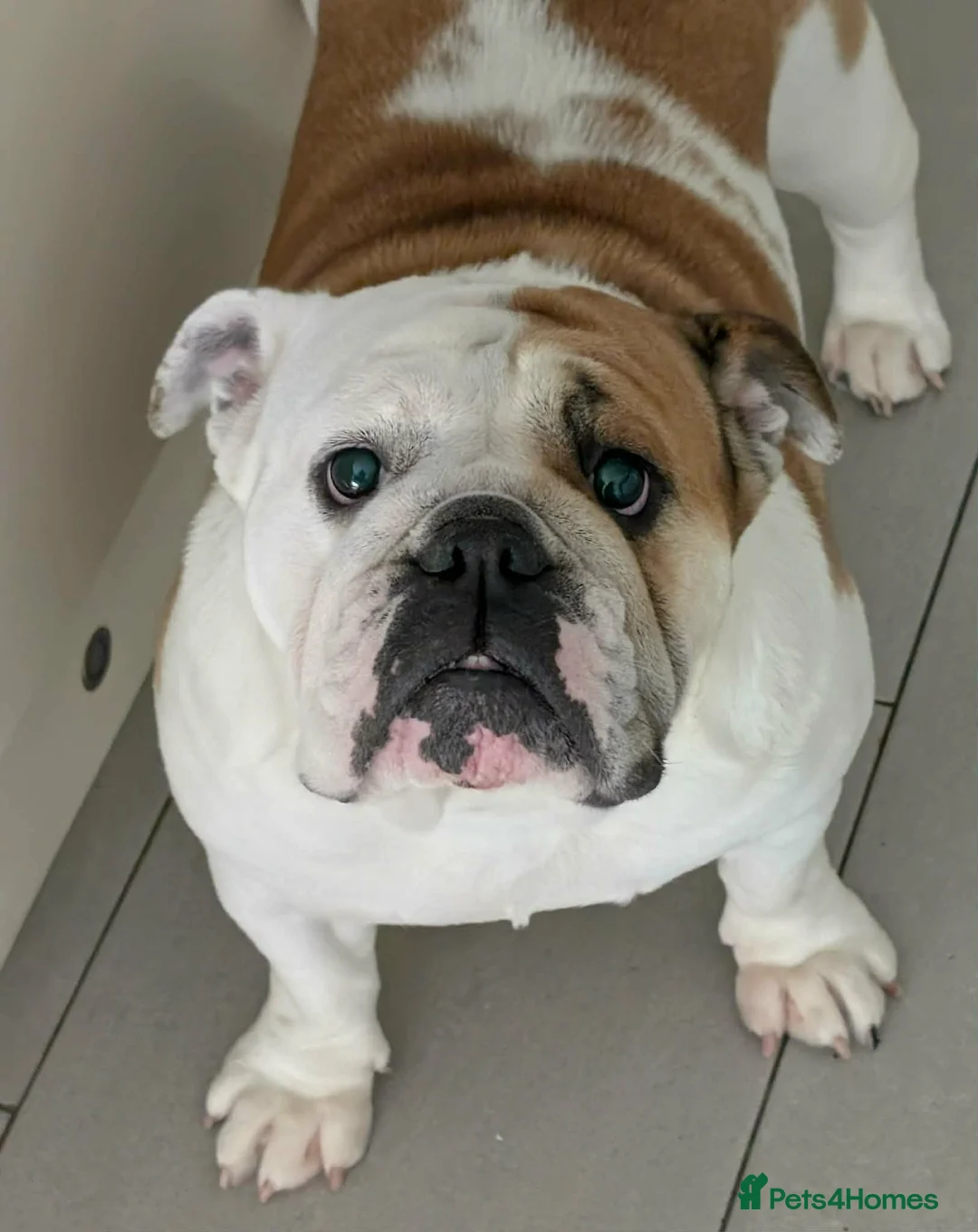 English Bulldog dogs for sale: Champion sired fully health tested pups - Advert 2