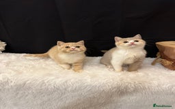British Shorthair cats for sale: 💗 Gorgeous Full Pedigree BSH Trusted Breeder 💗 - Image 11