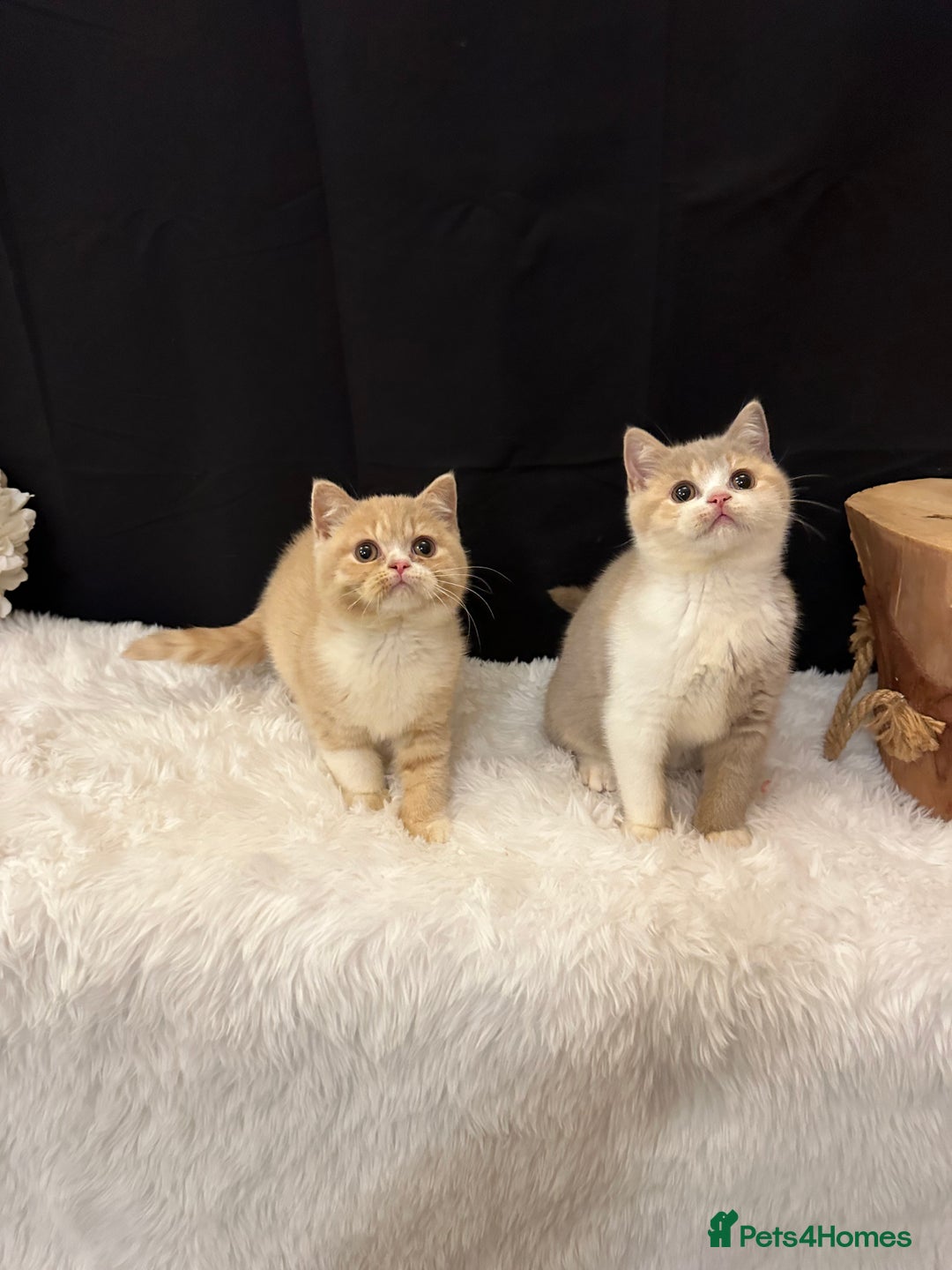 British Shorthair cats for sale: 💗 Gorgeous Full Pedigree BSH Trusted Breeder 💗 - Image 11