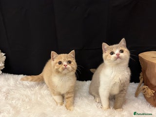 British Shorthair cats - Advert 30