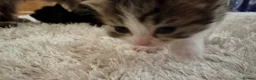 British Longhair cats for sale: British Longhair mum + 5 kittens (available soon) in Stanmore - Advert 13