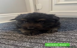German Shepherd dogs for sale: Long haired German Shepherd puppies - Image 9