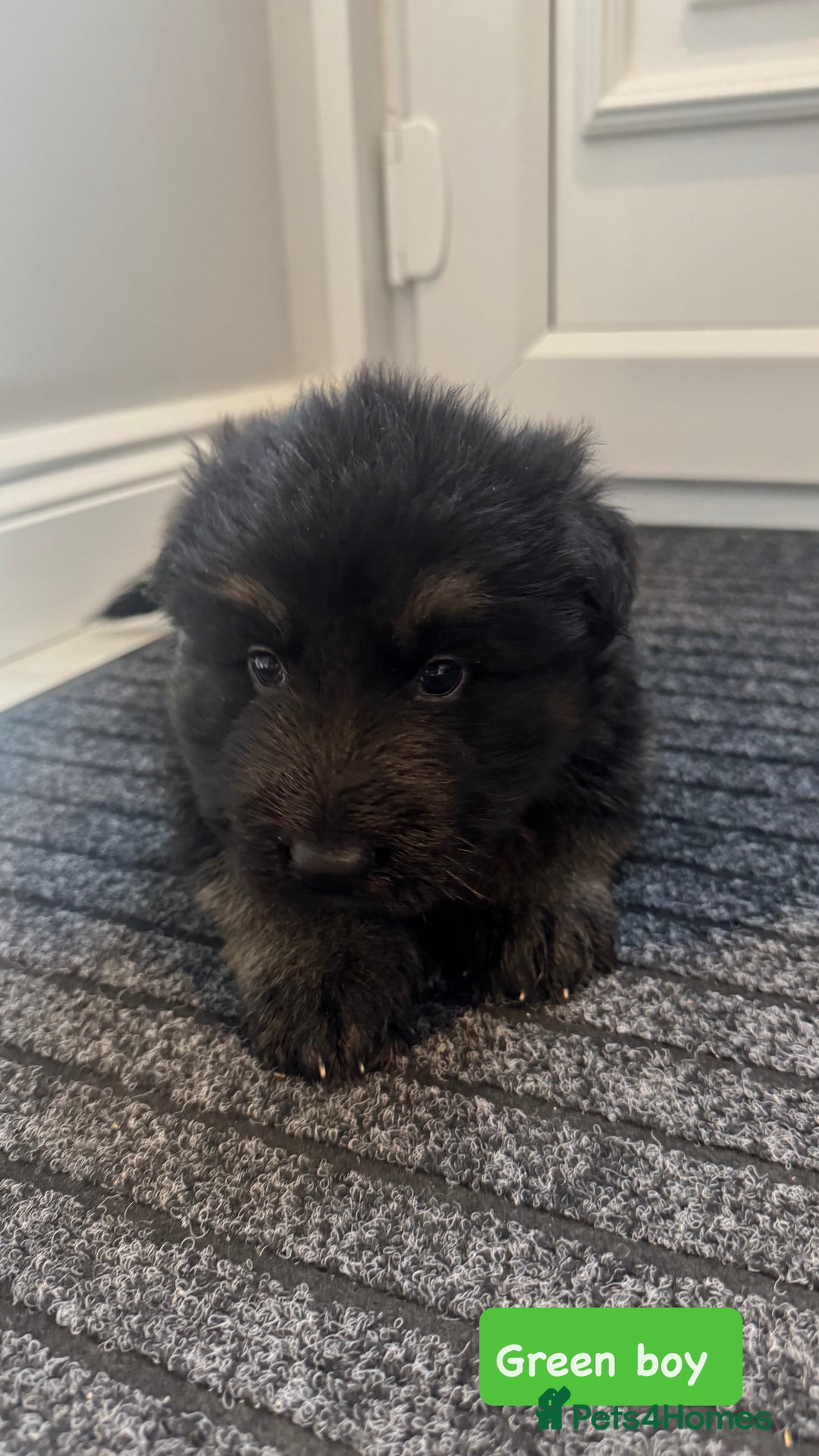 German Shepherd dogs for sale: Long haired German Shepherd puppies - Image 9