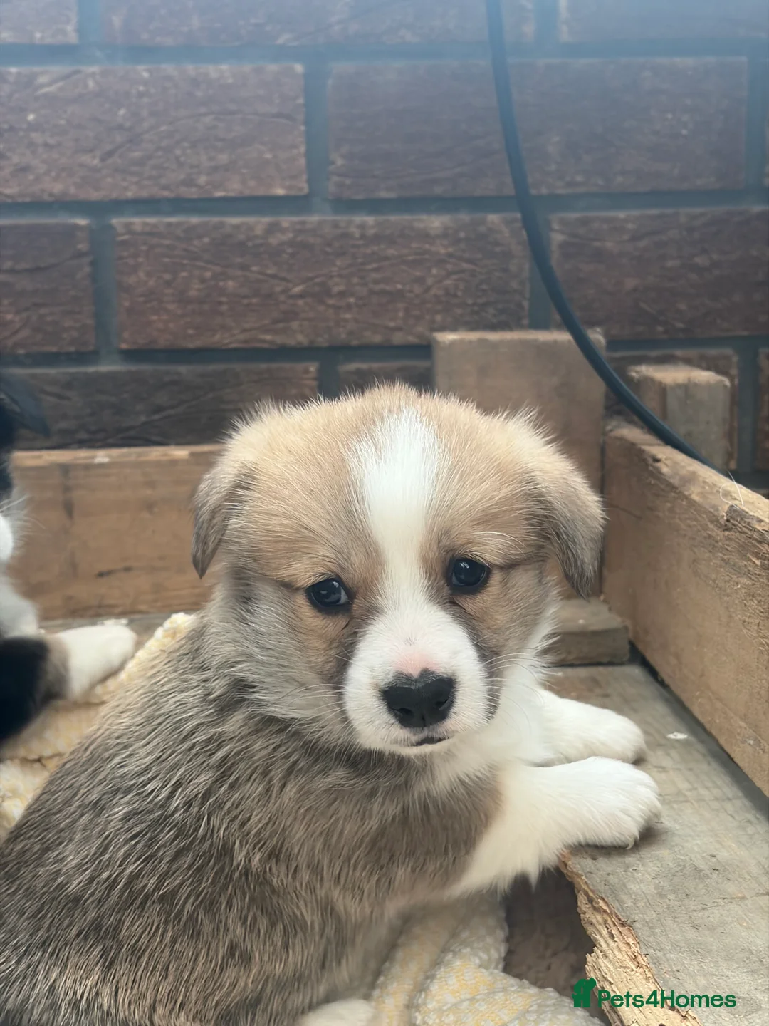 Welsh Corgi Pembroke dogs for sale: Champion corgi puppies   - Advert 5