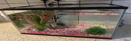 Bettas fish for sale: betta starter kit everything included, ready to go - Advert 2