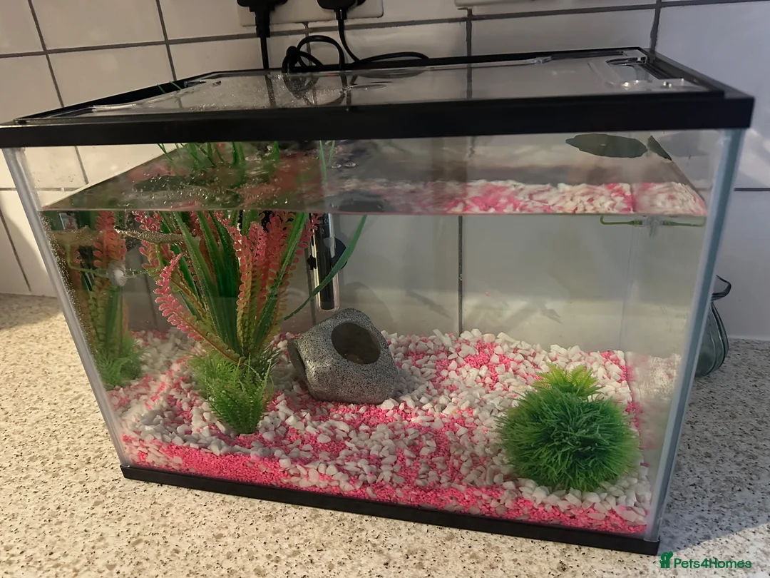 Bettas fish for sale: betta starter kit everything included, ready to go - Advert 2