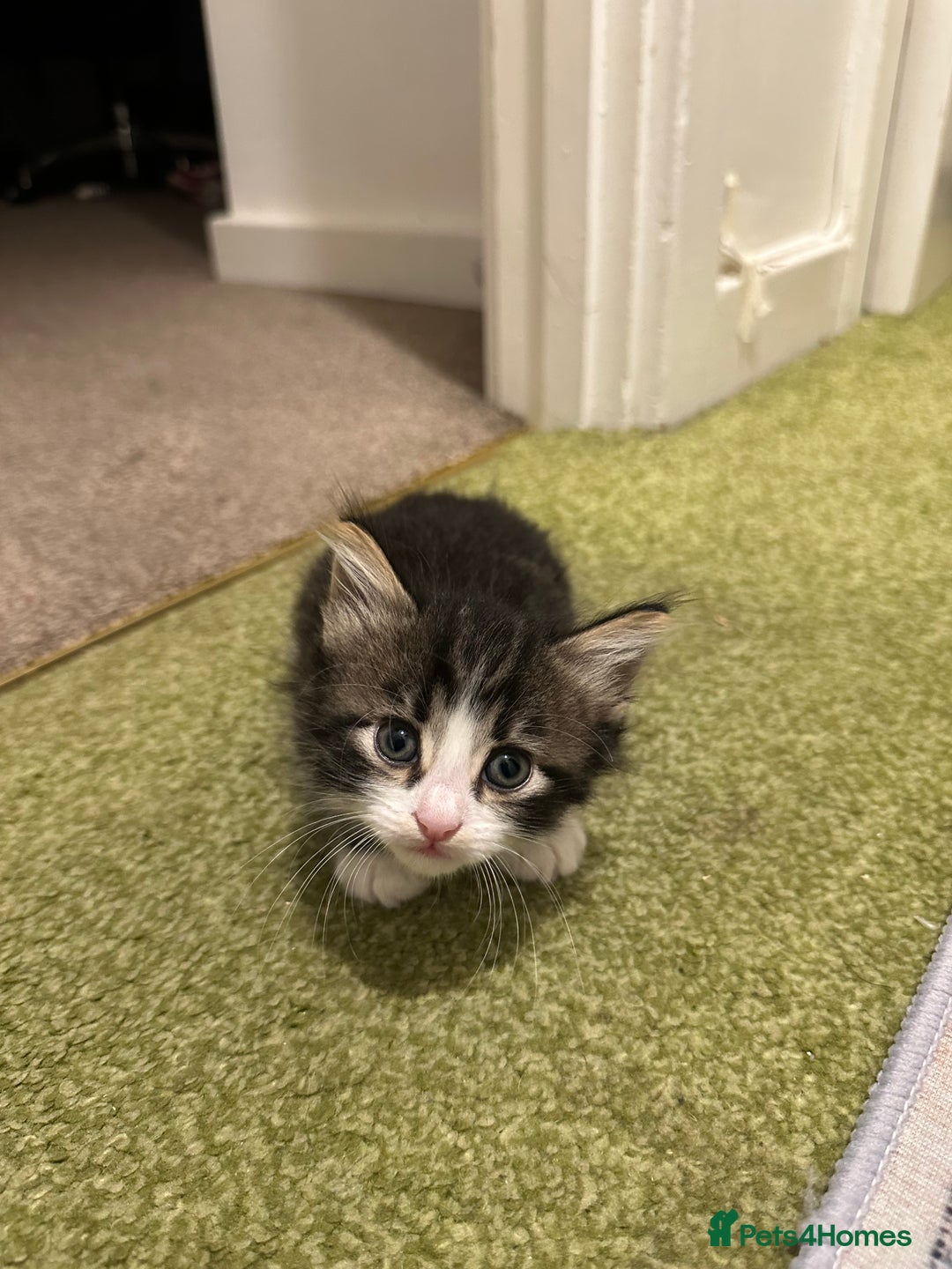 British Longhair cats for sale: Beautiful & playful kittens ready for new home - Image 16