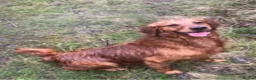 Golden Retriever dogs for stud: Extensively  fully health tested kc reg in Market Drayton - Advert 11