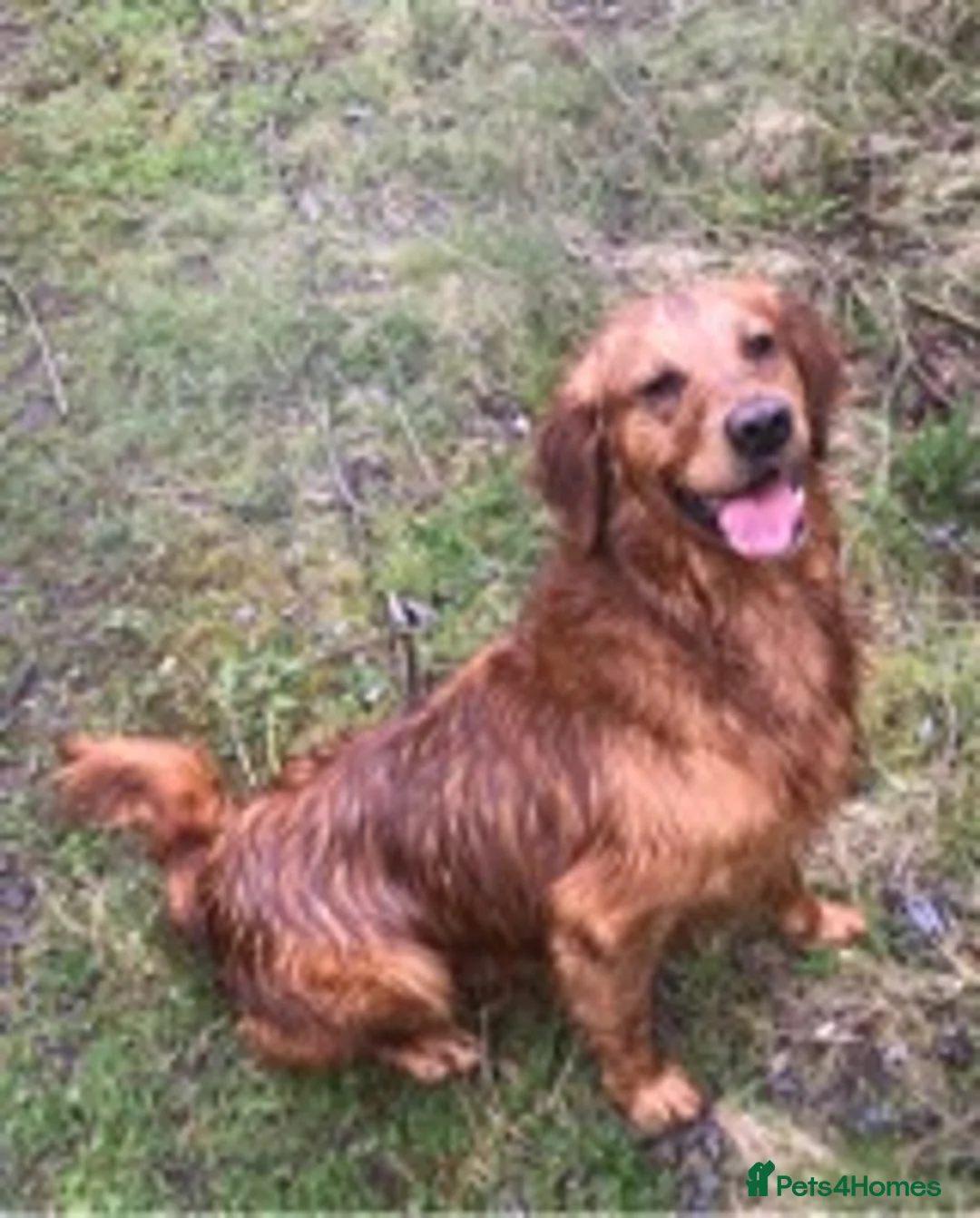 Golden Retriever dogs for stud: Extensively  fully health tested kc reg in Market Drayton - Advert 11